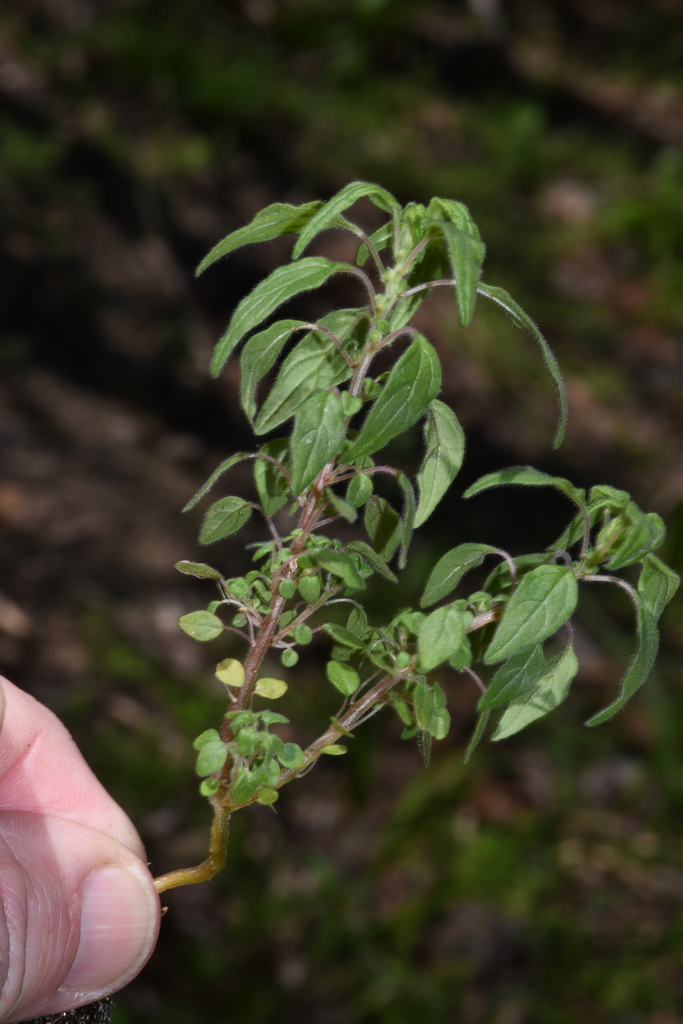 Parietaria pensylvanica