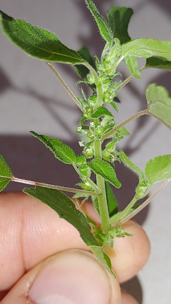 Parietaria praetermissa