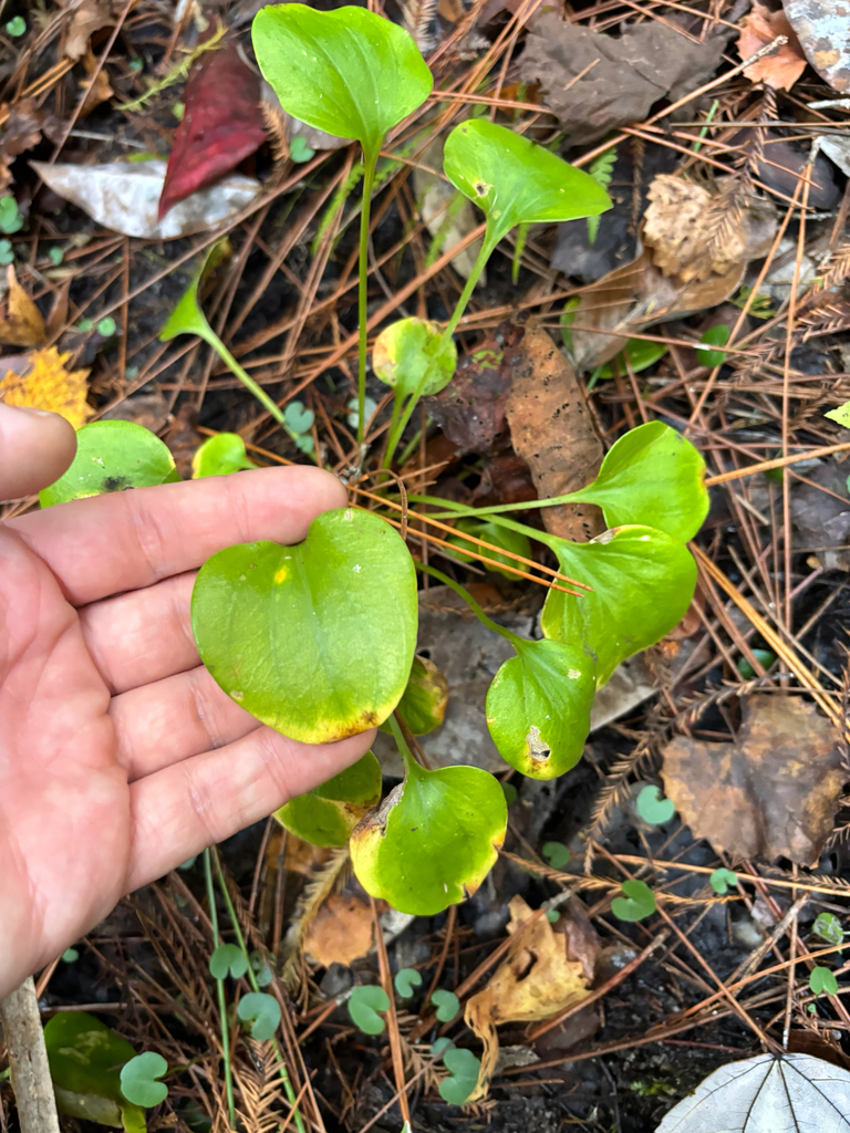 Parnassia grandifolia