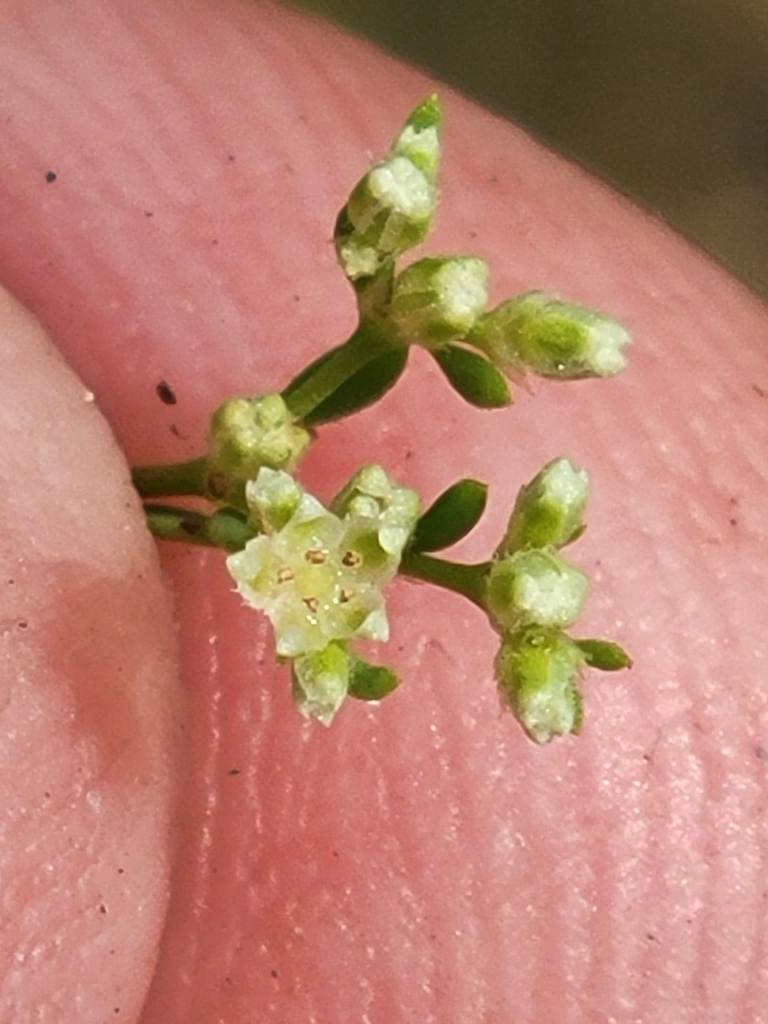 Paronychia baldwinii