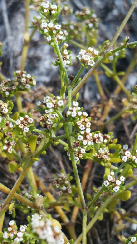 Paronychia discoveryi