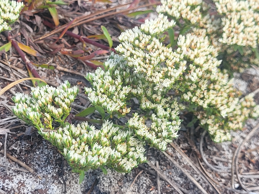 Paronychia erecta