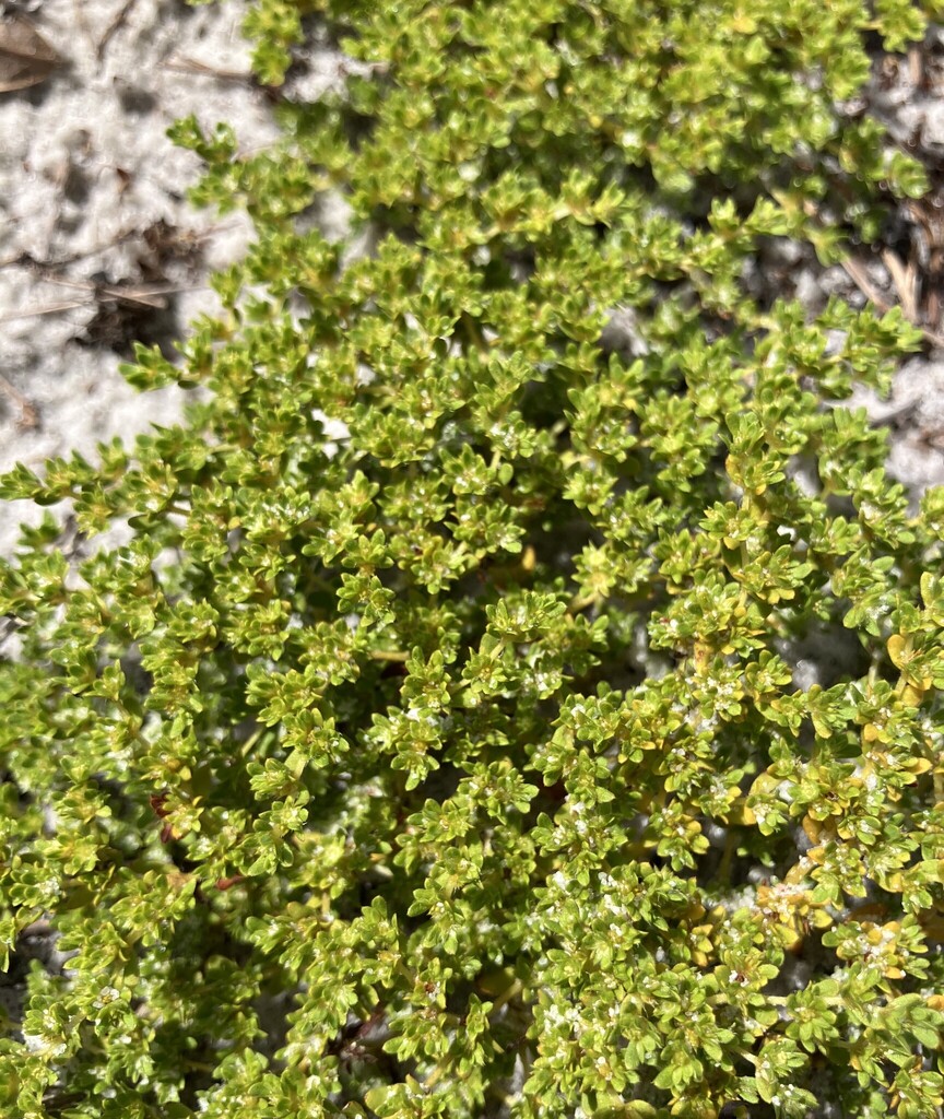 Paronychia herniarioides