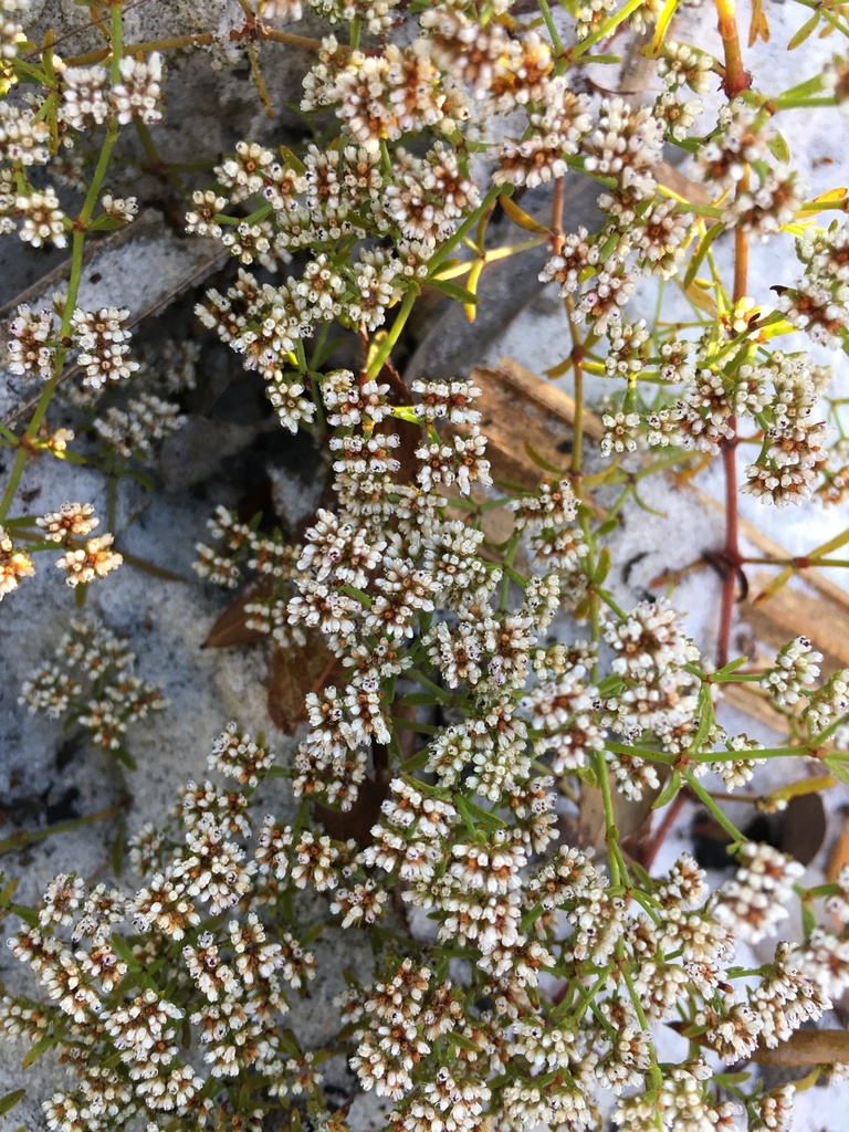 Paronychia patula