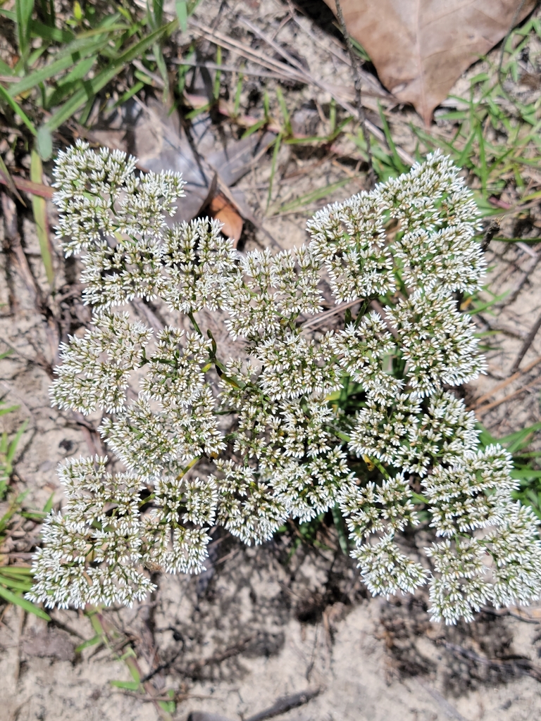 Paronychia rugelii