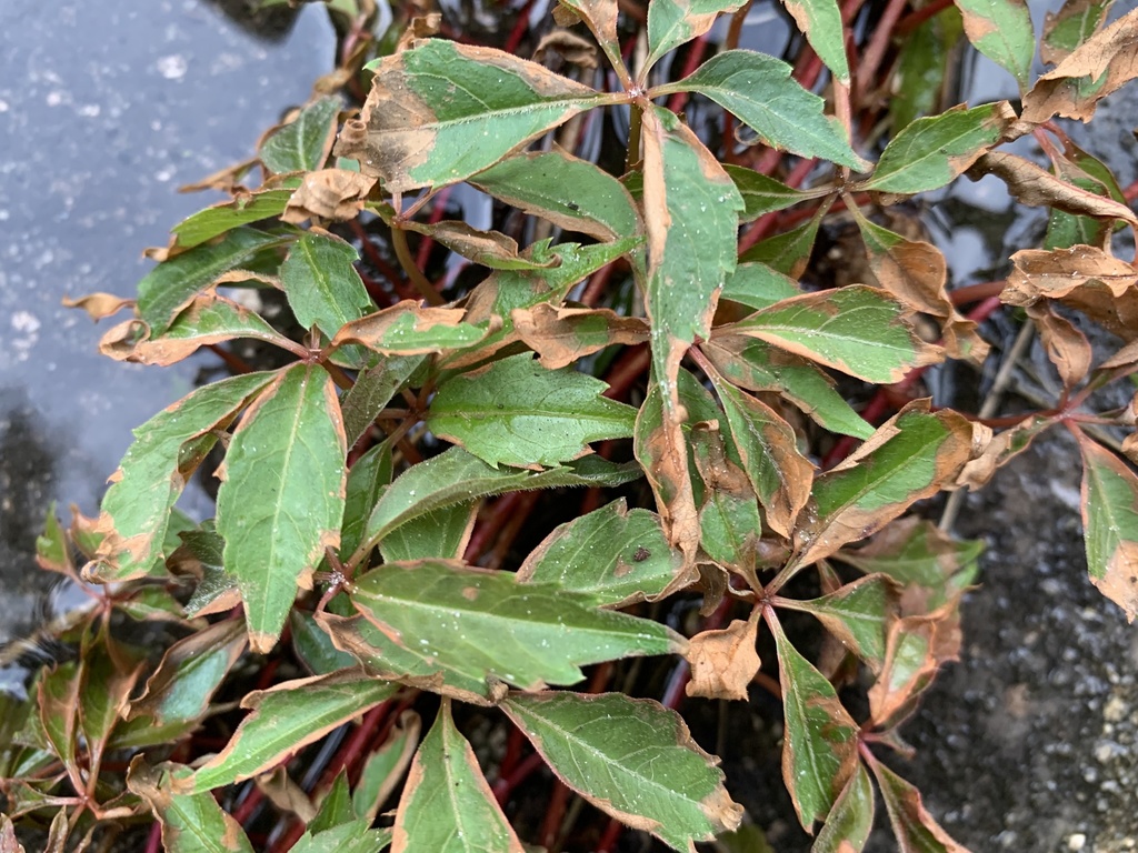 Parthenocissus quinquefolia
