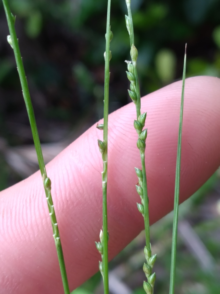 Paspalidium chapmanii