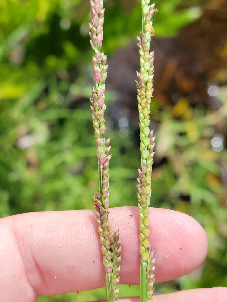 Paspalidium geminatum