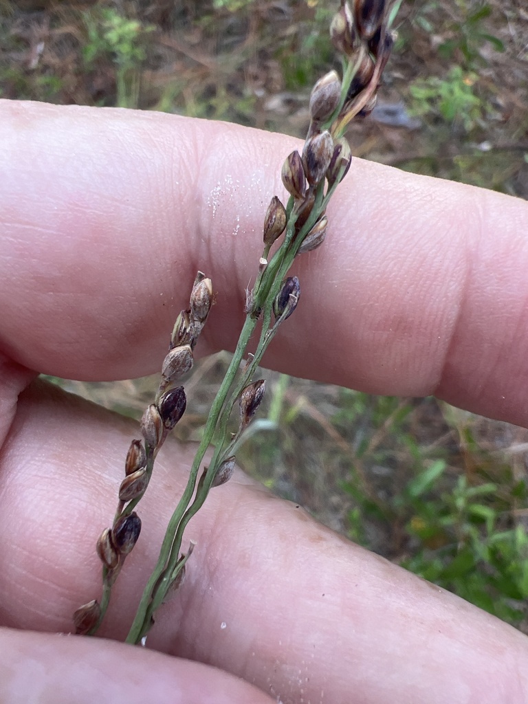Paspalum bifidum