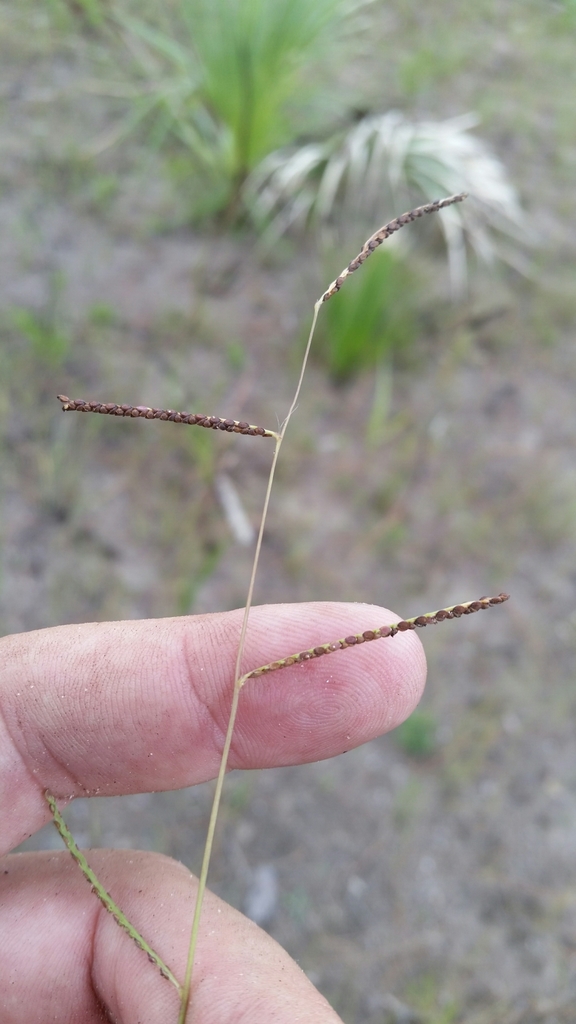 Paspalum blodgettii