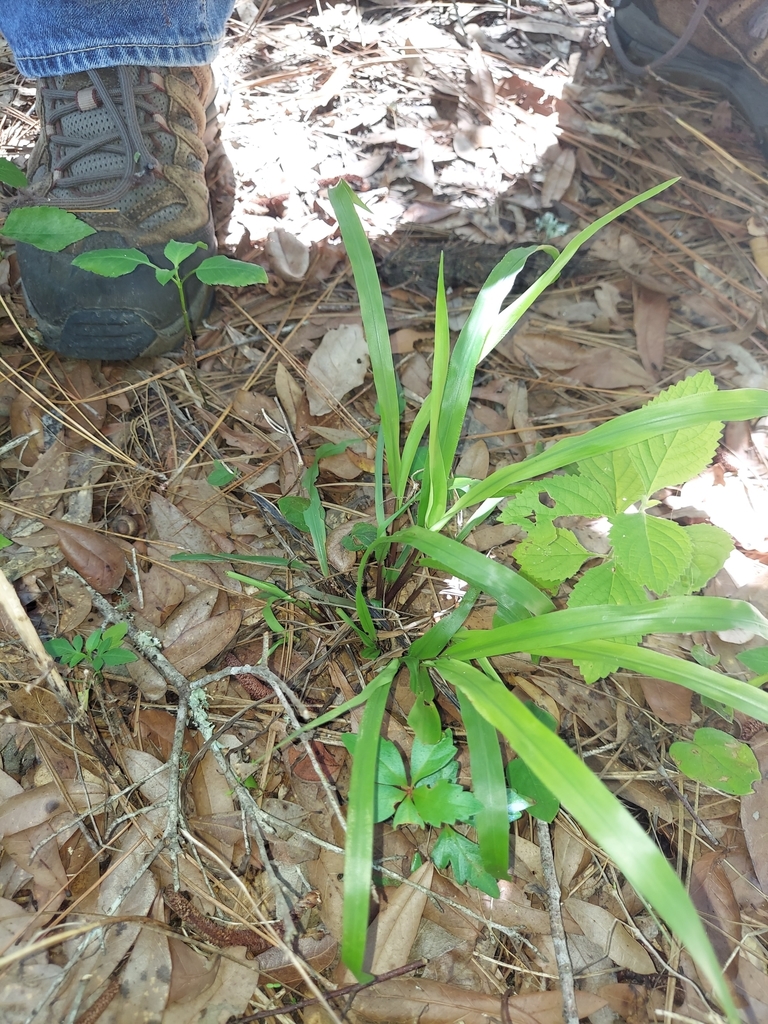 Paspalum boscianum