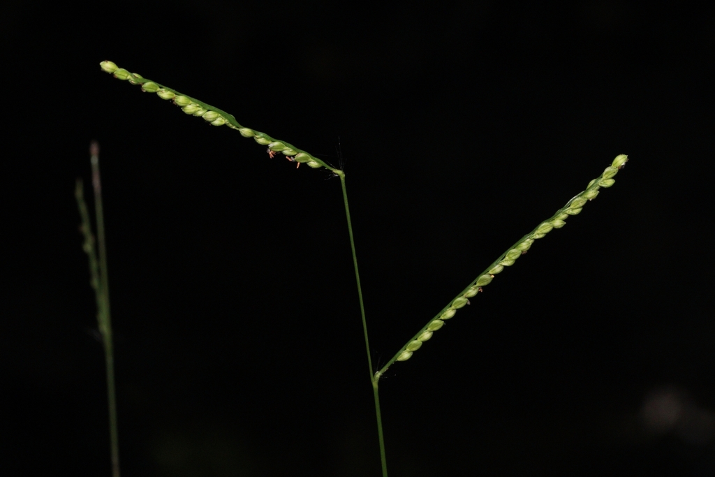 Paspalum botterii