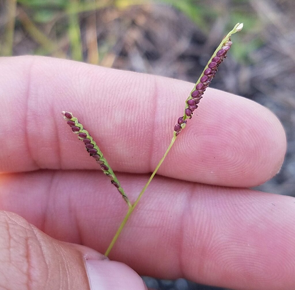 Paspalum caespitosum