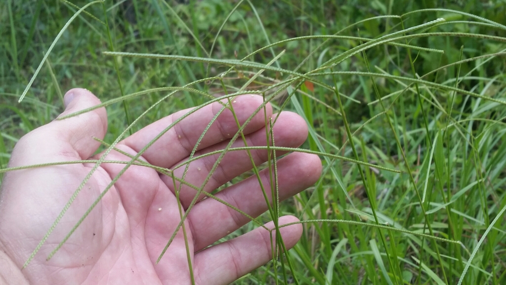 Paspalum conjugatum