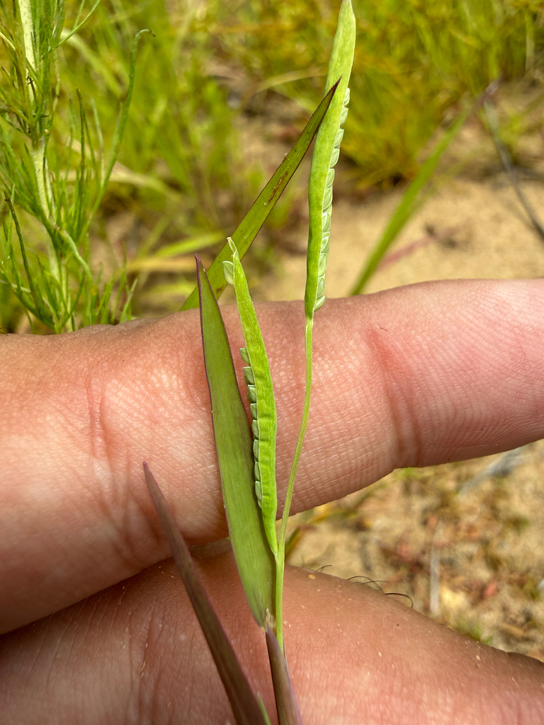 Paspalum dissectum