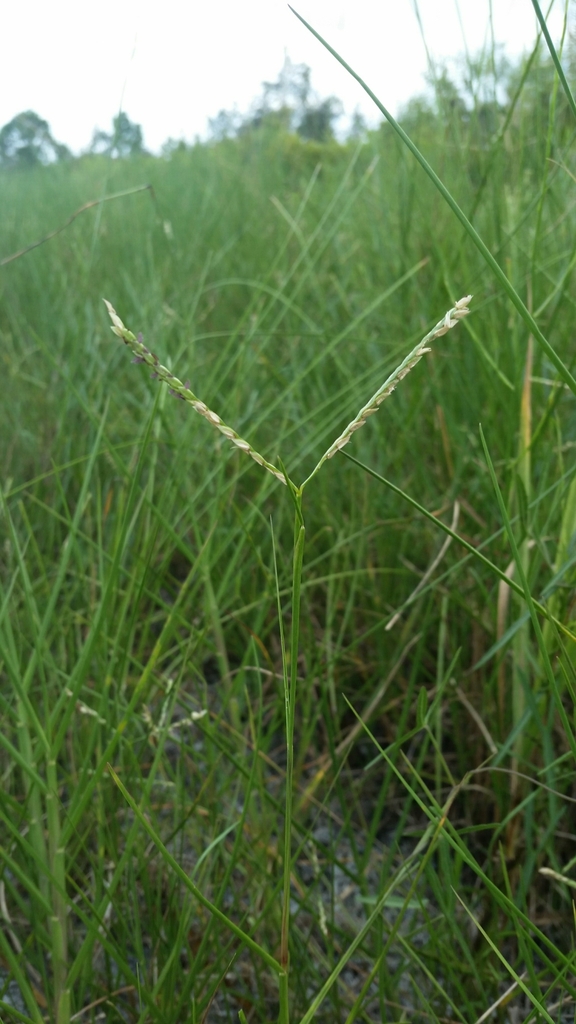 Paspalum distichum