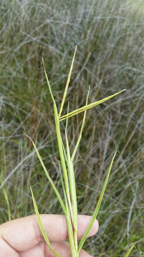 Paspalum eglume
