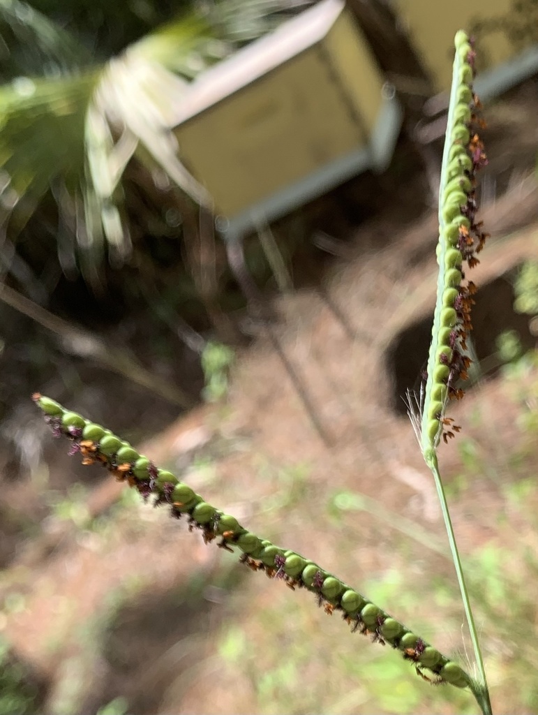 Paspalum floridanum