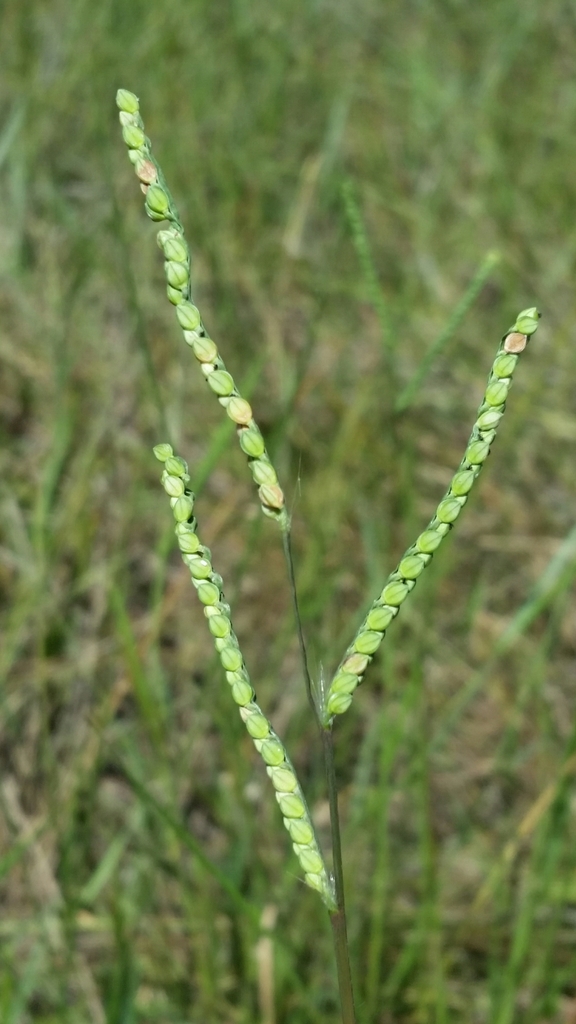 Paspalum laeve