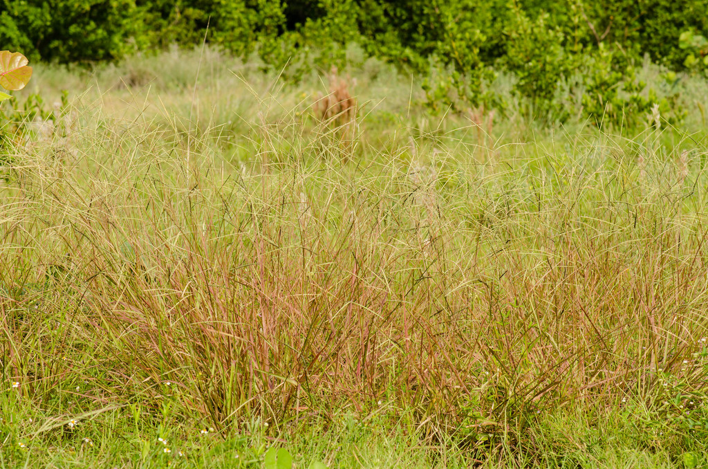 Paspalum laxum