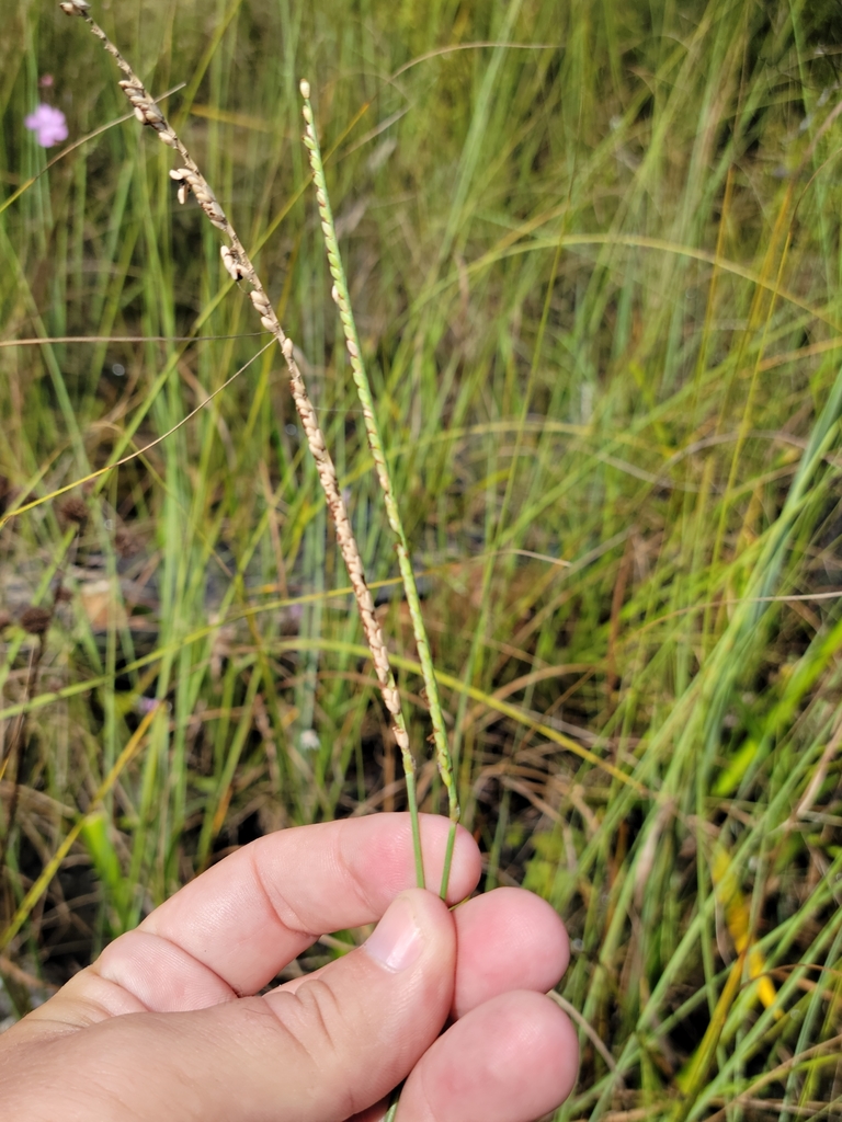 Paspalum monostachyum