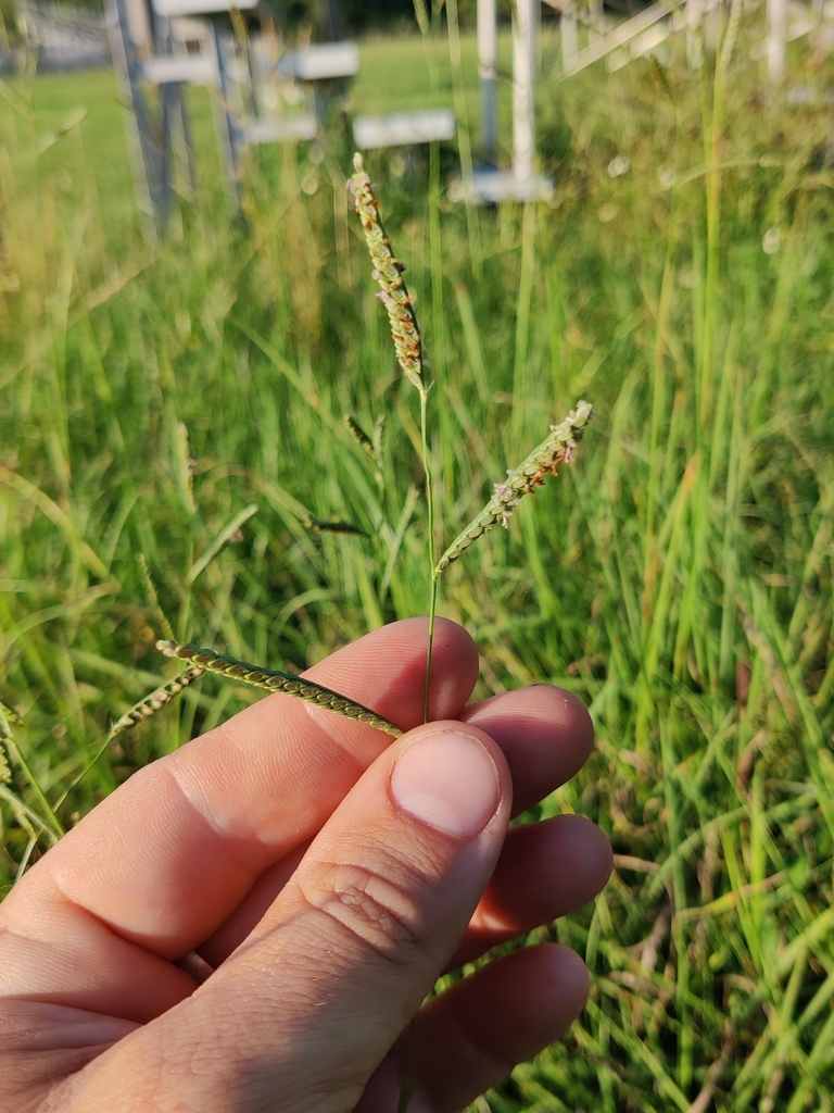 Paspalum plicatulum
