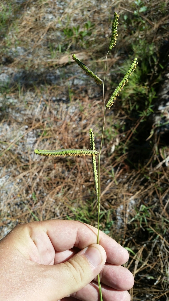 Paspalum praecox