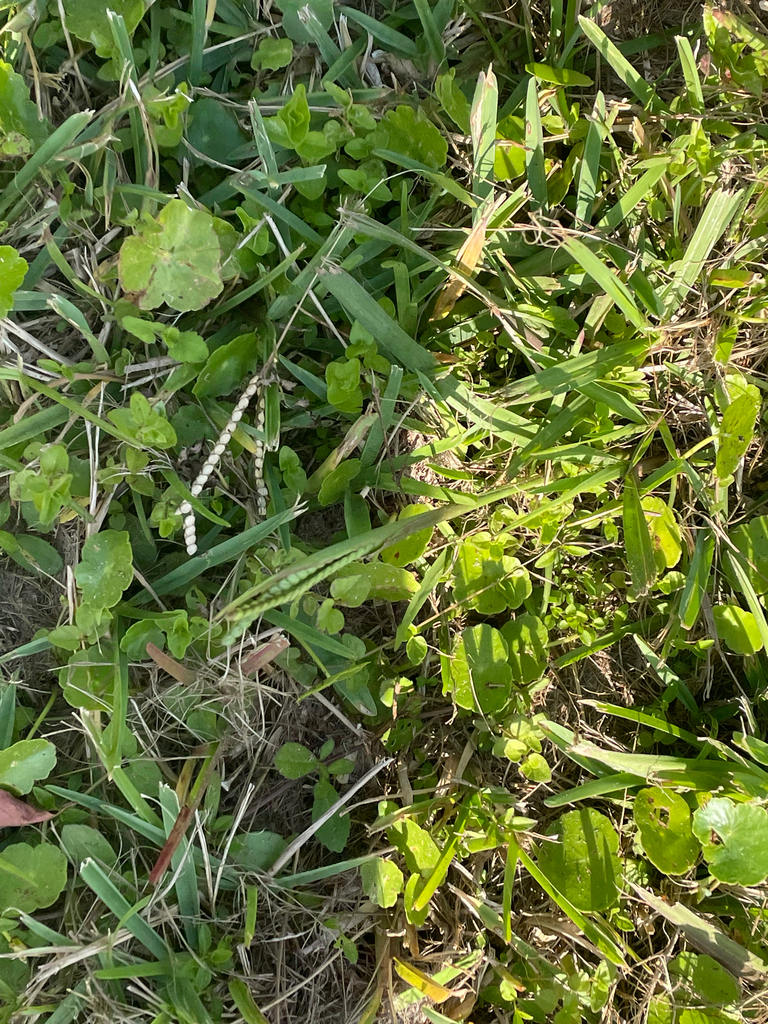 Paspalum pubiflorum