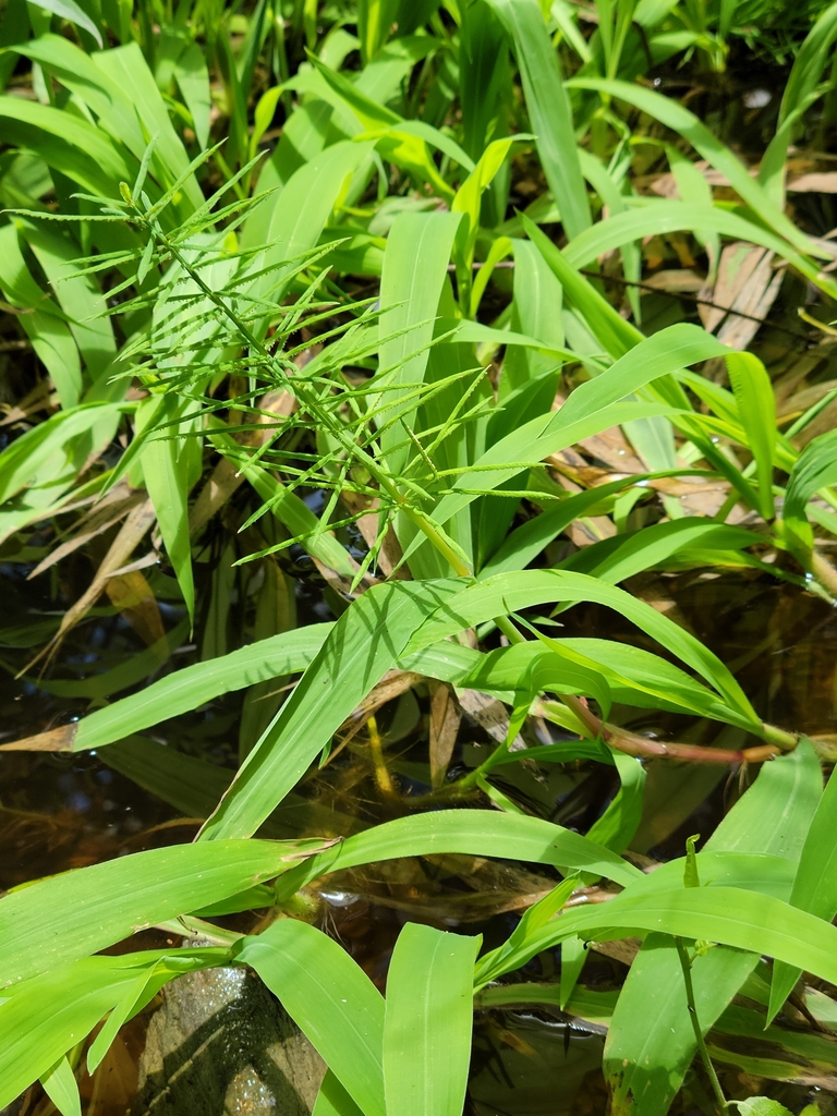 Paspalum repens
