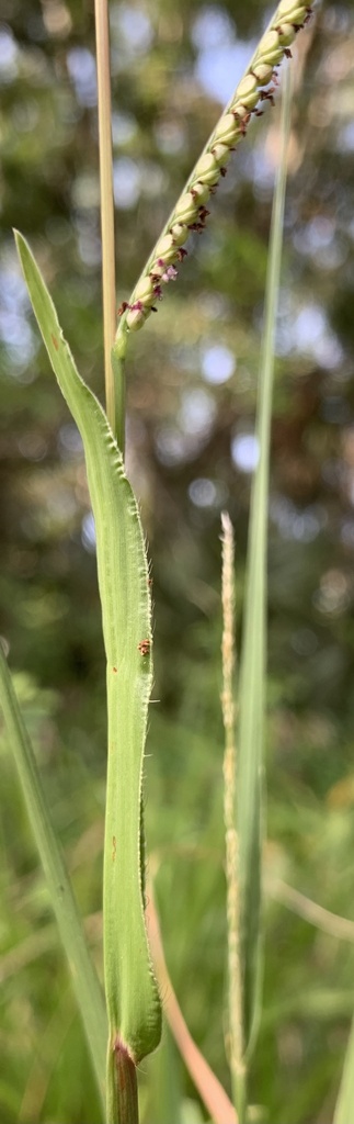 Paspalum setaceum