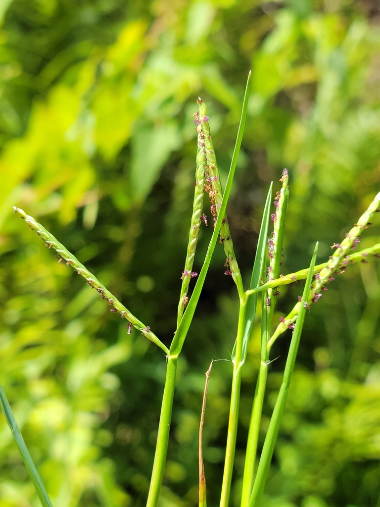 Paspalum vaginatum