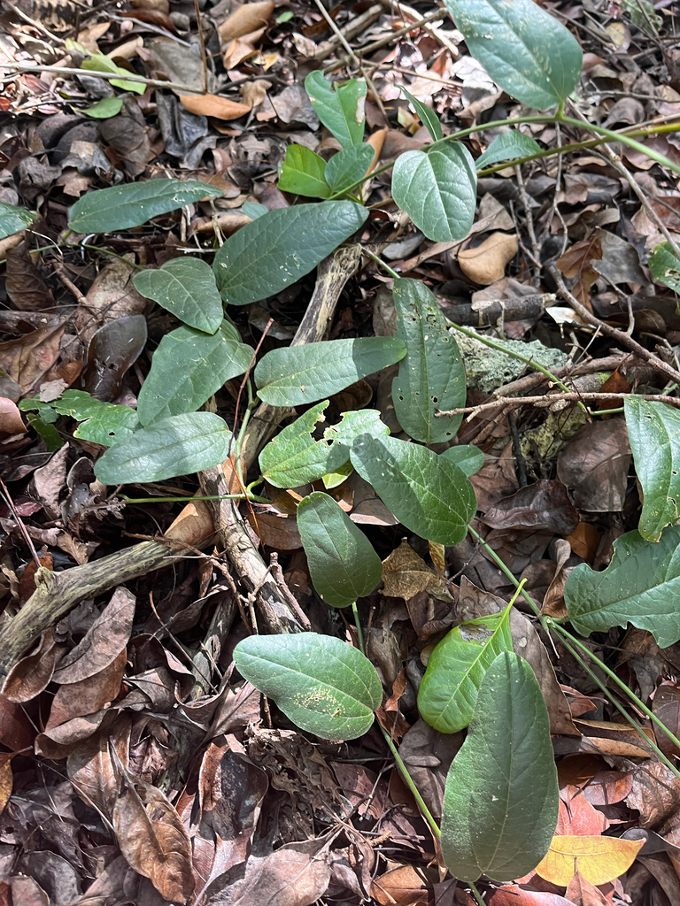 Passiflora multiflora