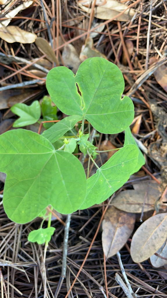 Passiflora pallens