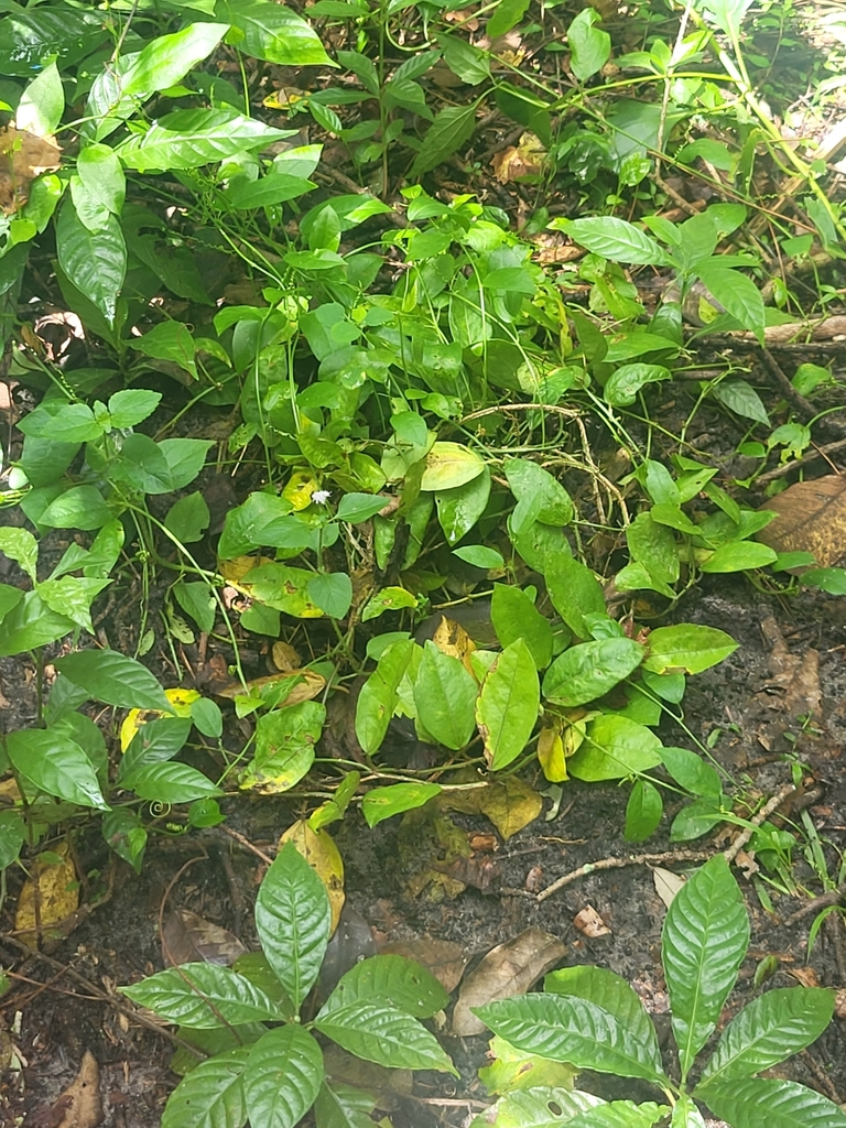 Passiflora suberosa