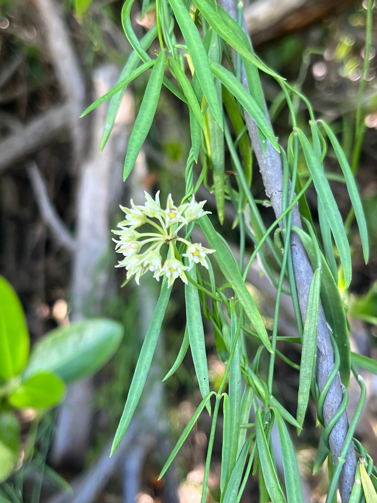 Pattalias palustris