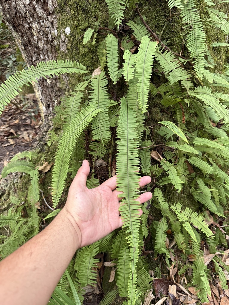 Pecluma plumula