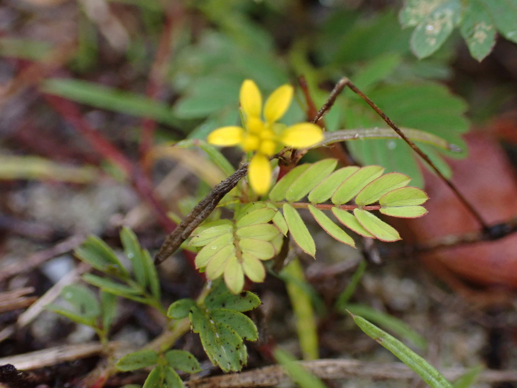 Pectis glaucescens