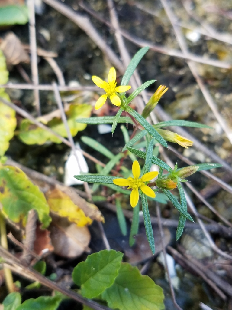 Pectis linearifolia
