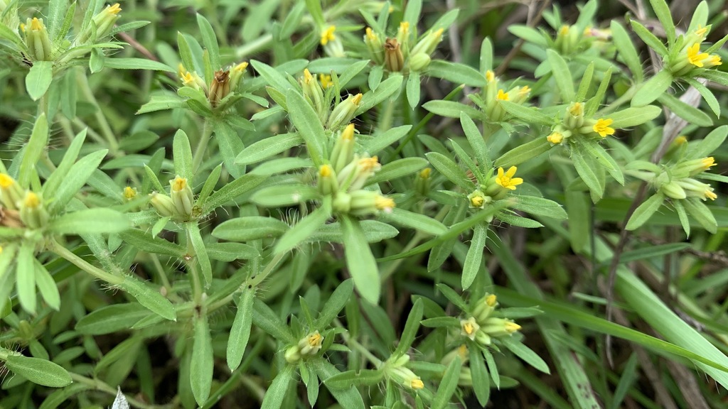 Pectis prostrata