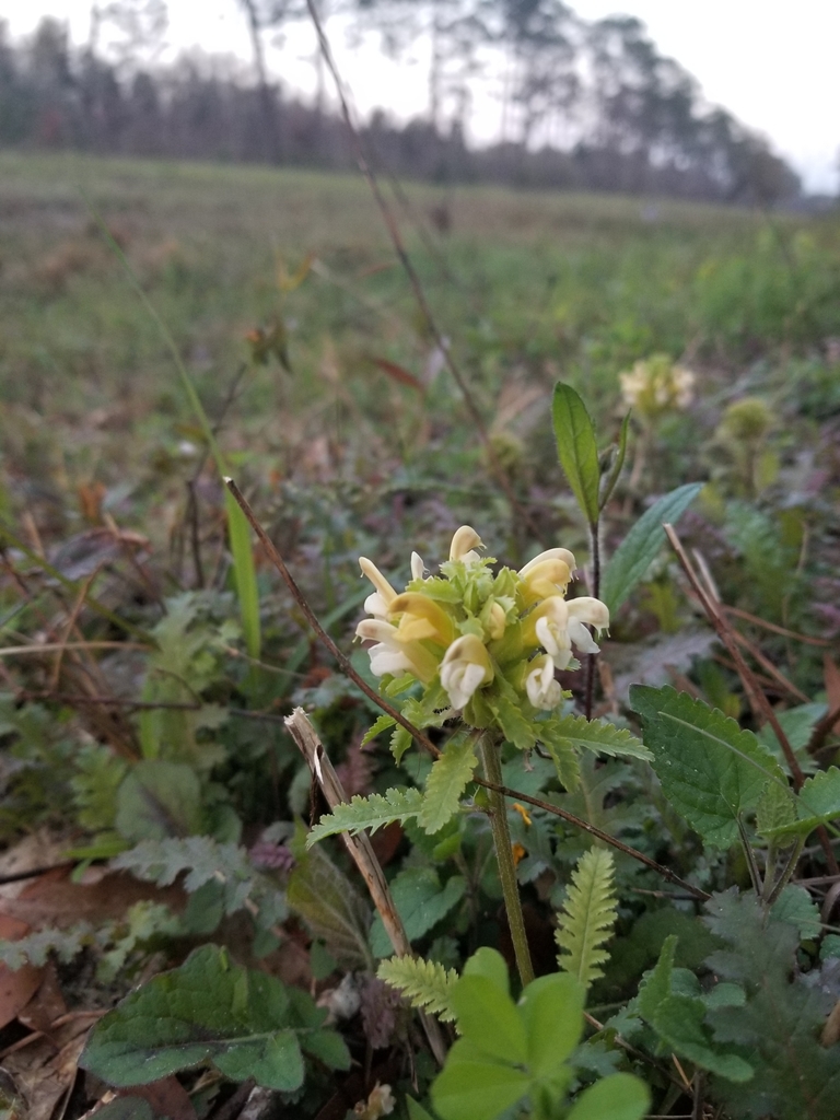 Pedicularis canadensis