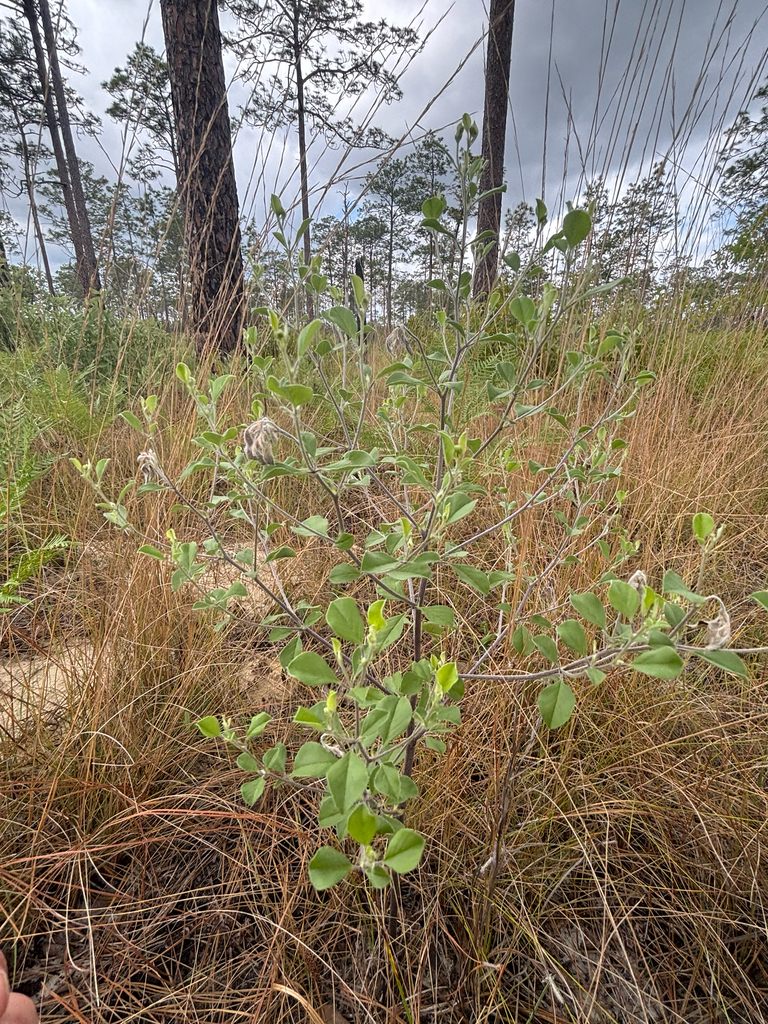 Pediomelum canescens