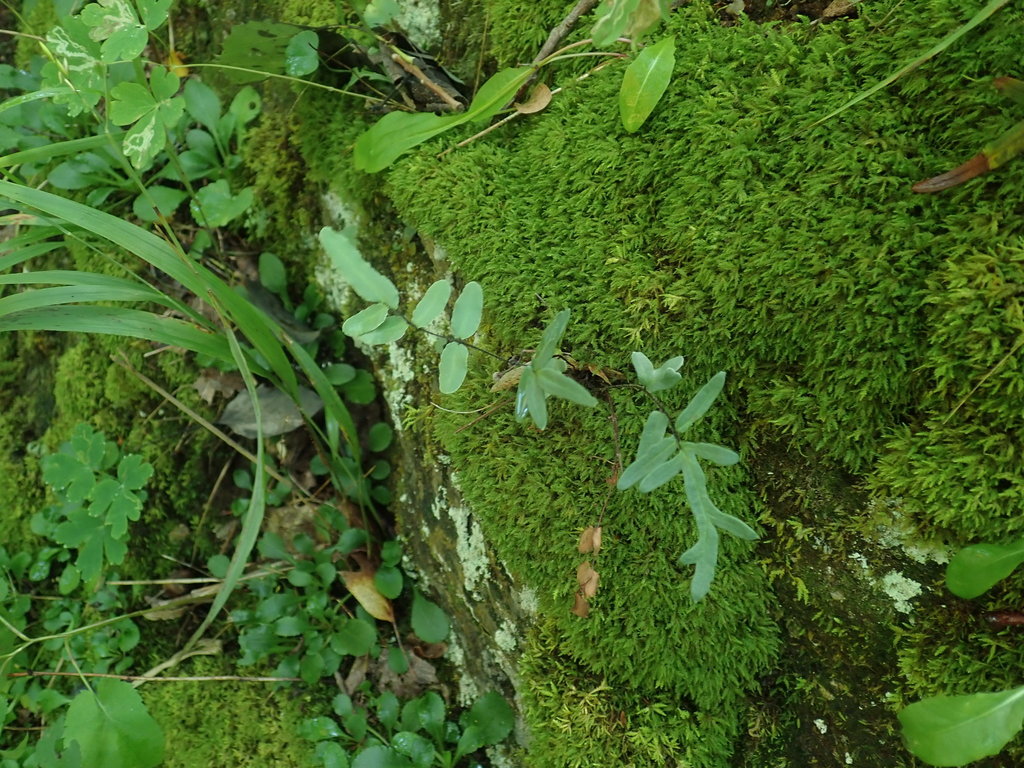 Pellaea atropurpurea