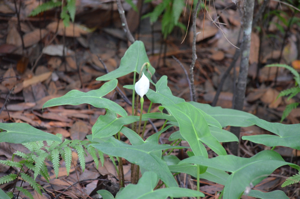 Peltandra sagittifolia