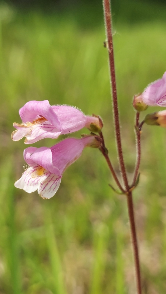Penstemon australis
