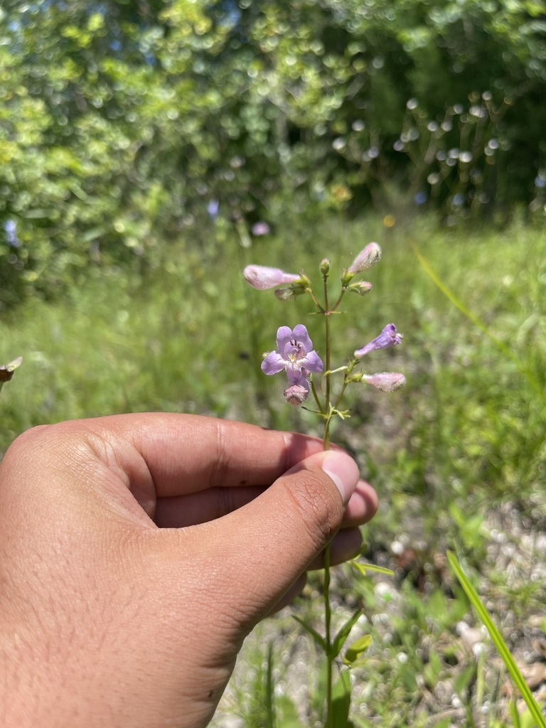 Penstemon laevigatus