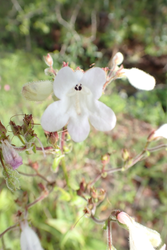 Penstemon multiflorus