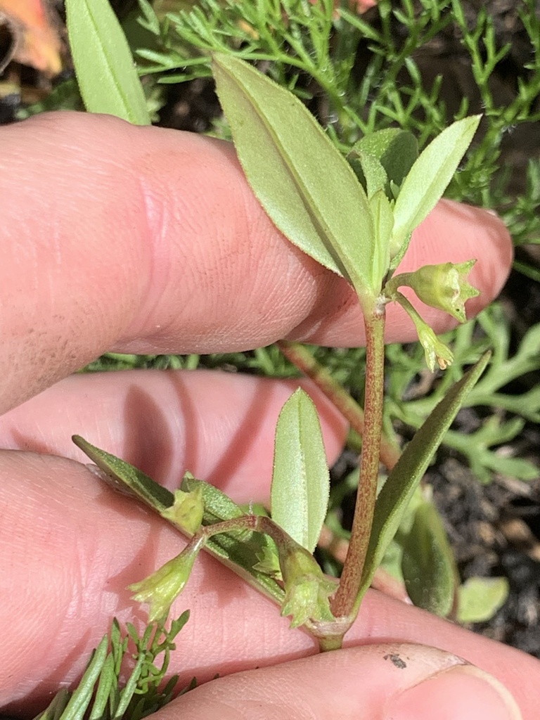 Pentodon pentandrus