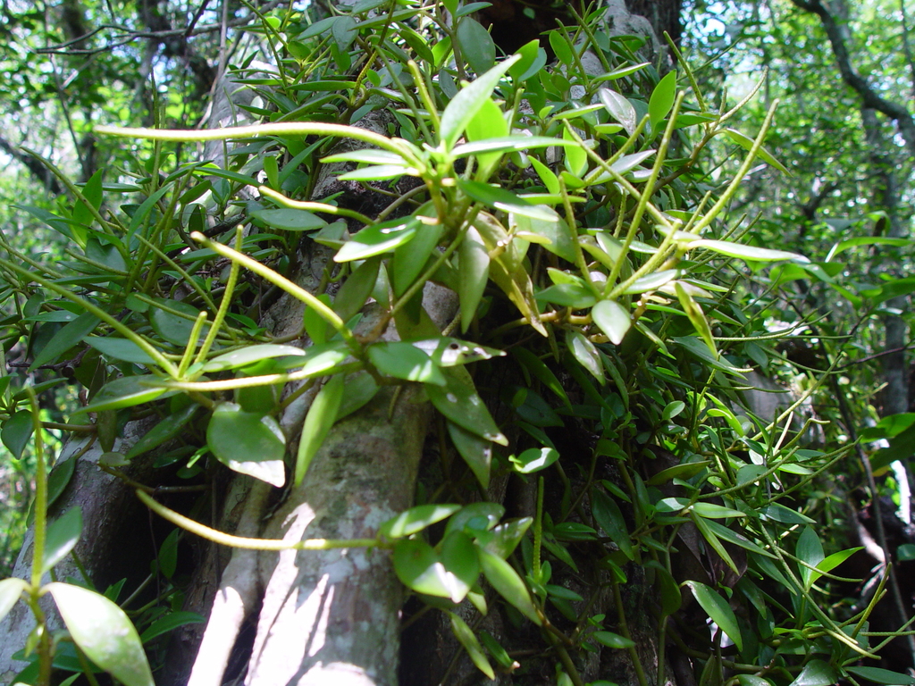 Peperomia glabella