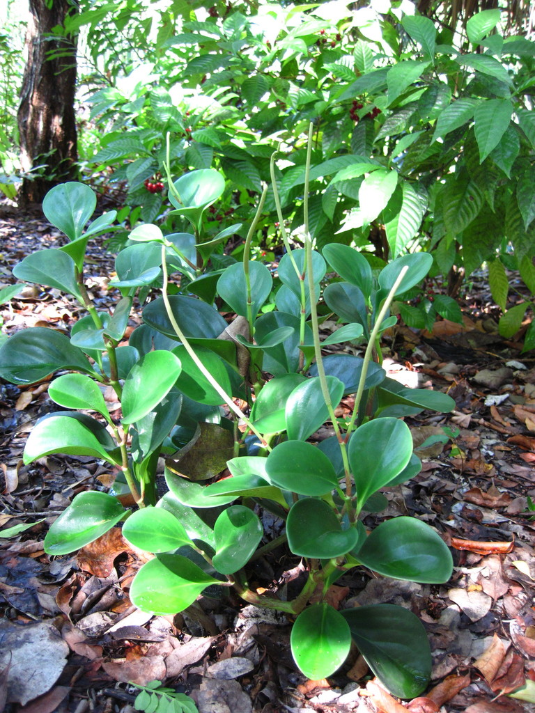 Peperomia magnoliifolia