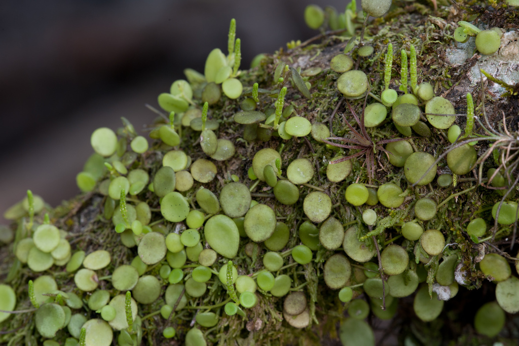 Peperomia rotundifolia
